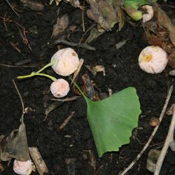 Ginkgo biloba (Ginkgo), seed, mature