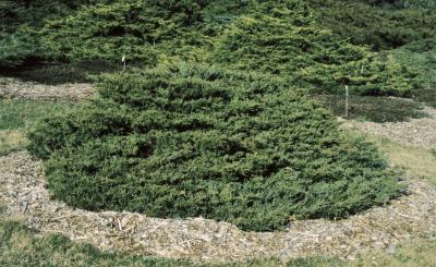 Juniperus ×pfitzeriana 'Kallay's Compact' (Kallay's Compact Pfitzer Juniper), habit, spring