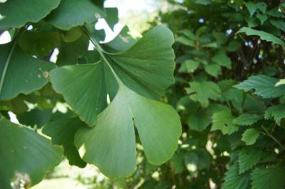 Ginkgo biloba (PRINCETON SENTRY® Ginkgo), leaf, summer