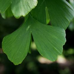 Ginkgo biloba 'Princeton Gold' (PRINCETON GOLD® Ginkgo), leaf, upper surface