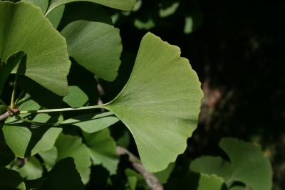 Ginkgo biloba (Ginkgo), leaf, upper surface
