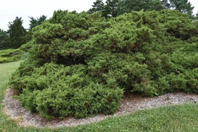 Juniperus ×pfitzeriana 'Armstrongii' (Armstrong Pfitzer Juniper), habit, summer