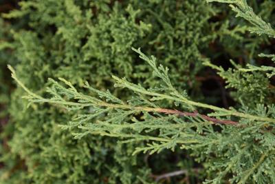 Juniperus ×pfitzeriana 'Kallay's Compact' (Kallay's Compact Pfitzer Juniper), leaf, new