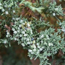 Juniperus 'Hermit' (Hermit Juniper), cone, mature