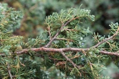 Juniperus 'Hermit' (Hermit Juniper), bark, twig
