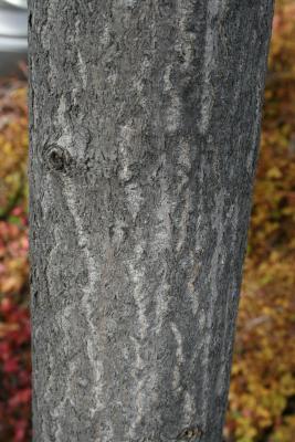 Ginkgo biloba (PRINCETON SENTRY® Ginkgo), bark, branch