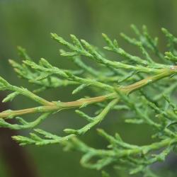 Hesperocyparis bakeri (Modoc Cypress), leaf, summer