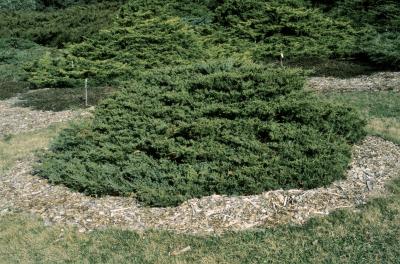 Juniperus ×pfitzeriana 'Wilhelm Pfitzer' (Wilhelm Pfitzer Juniper), habit, spring