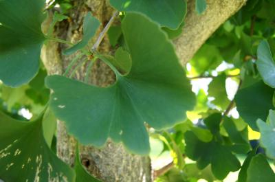 Ginkgo biloba (PRINCETON SENTRY® Ginkgo), leaf, summer