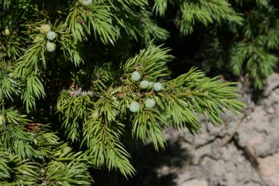 Juniperus communis var. depressa (Ground Juniper), cone, mature