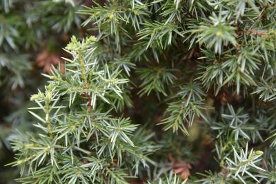 Juniperus communis 'Cracovia' (Krakow Common Juniper), leaf, summer