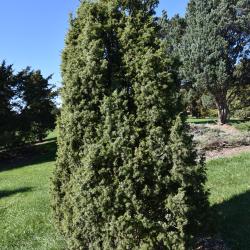 Juniperus communis 'Cracovia' (Krakow Common Juniper), habit, fall