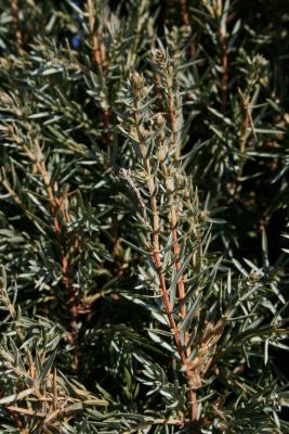 Juniperus communis 'Ashfordii' (Ashford Common Juniper), bark, twig