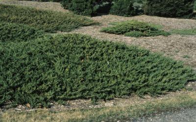 Juniperus chinensis var. sargentii (Sargent's Juniper), habit, spring