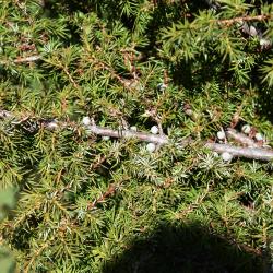 Juniperus communis var. depressa (Ground Juniper), bark, branch
