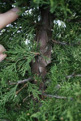Juniperus chinensis 'Perfecta' (Perfecta Chinese Juniper), bark, trunk