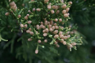 Juniperus chinensis 'Perfecta' (Perfecta Chinese Juniper), cones, staminate