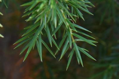 Juniperus communis 'Suecica' (Swedish Juniper), leaf, summer