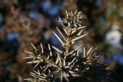 Juniperus communis var. depressa (Ground Juniper), bark, twig