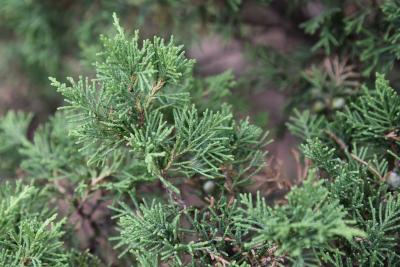 Juniperus chinensis 'Ames' (Ames Chinese Juniper), leaf, summer