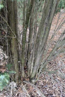 Juniperus communis 'Cracovia' (Krakow Common Juniper), bark, mature