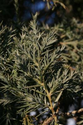 Juniperus chinensis 'Columnaris' (Columnar Chinese Juniper), leaf, lower surface