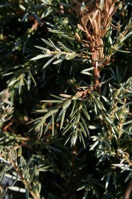 Juniperus communis 'Ashfordii' (Ashford Common Juniper), leaf, lower surface
