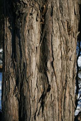 Juniperus chinensis 'Columnaris' (Columnar Chinese Juniper), bark, trunk
