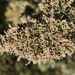 Juniperus chinensis 'Story' (Story Chinese Juniper), cone, pollen