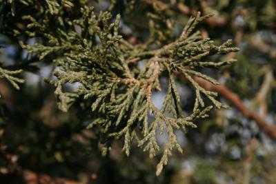 Juniperus chinensis 'Columnaris' (Columnar Chinese Juniper), leaf, winter