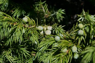 Juniperus communis var. depressa (Ground Juniper), cone, mature