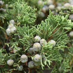 Juniperus chinensis 'Ames' (Ames Chinese Juniper), cone, immature