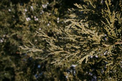 Juniperus chinensis 'Shoosmith' (Shoosmith Chinese Juniper), leaf, winter