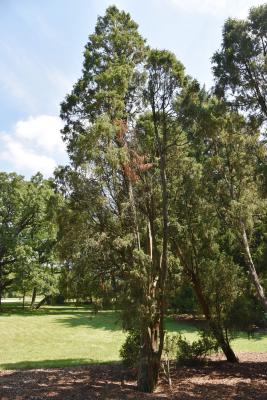 Juniperus communis 'Suecica' (Swedish Juniper), habit, summer