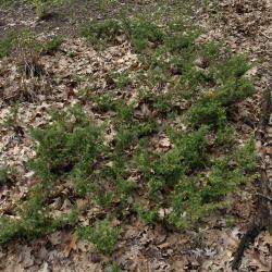 Juniperus communis var. depressa (Ground Juniper), habit, spring