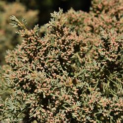 Juniperus chinensis 'Story' (Story Chinese Juniper), cone, pollen