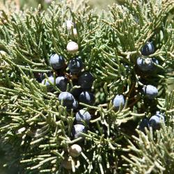Juniperus chinensis 'Iowa' (Iowa Chinese Juniper), infructescence