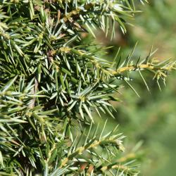 Juniperus communis 'Cracovia' (Krakow Common Juniper), leaf, upper surface