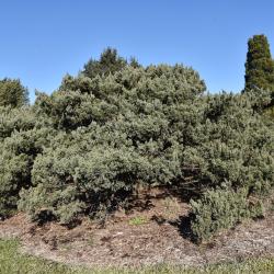 Juniperus chinensis 'Maney' (Maney Chinese Juniper), habit, fall