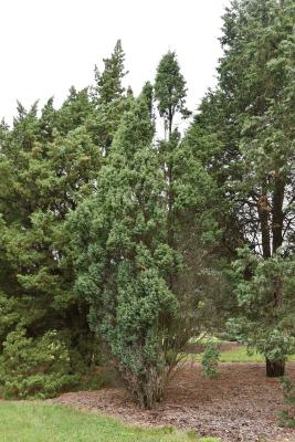 Juniperus communis 'Cracovia' (Krakow Common Juniper), habit, summer