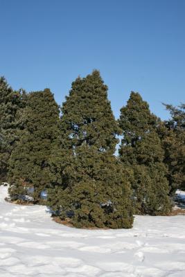 Juniperus chinensis 'Shoosmith' (Shoosmith Chinese Juniper), habit, winter