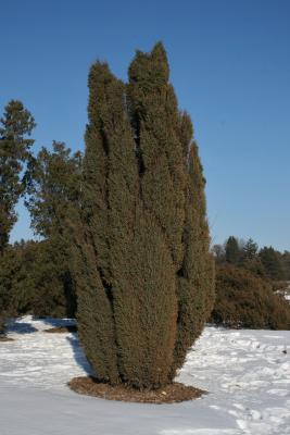 Juniperus communis 'Ashfordii' (Ashford Common Juniper), habit, winter