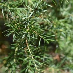 Juniperus communis 'Suecica' (Swedish Juniper), leaf, summer