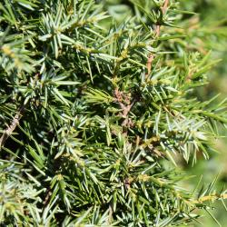 Juniperus communis 'Cracovia' (Krakow Common Juniper), leaf, mature