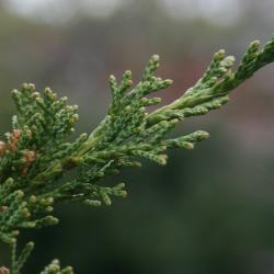 Juniperus chinensis 'Perfecta' (Perfecta Chinese Juniper), leaf, mature