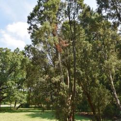 Juniperus communis 'Suecica' (Swedish Juniper), habit, summer
