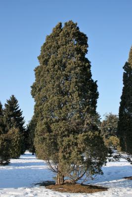 Juniperus chinensis 'Columnaris' (Columnar Chinese Juniper), habit, winter