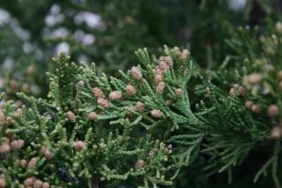 Juniperus chinensis 'Perfecta' (Perfecta Chinese Juniper), cones, staminate