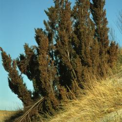 Juniperus communis var. depressa (Ground Juniper), habit, fall