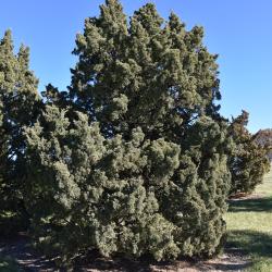 Juniperus chinensis 'Iowa' (Iowa Chinese Juniper), habit, fall